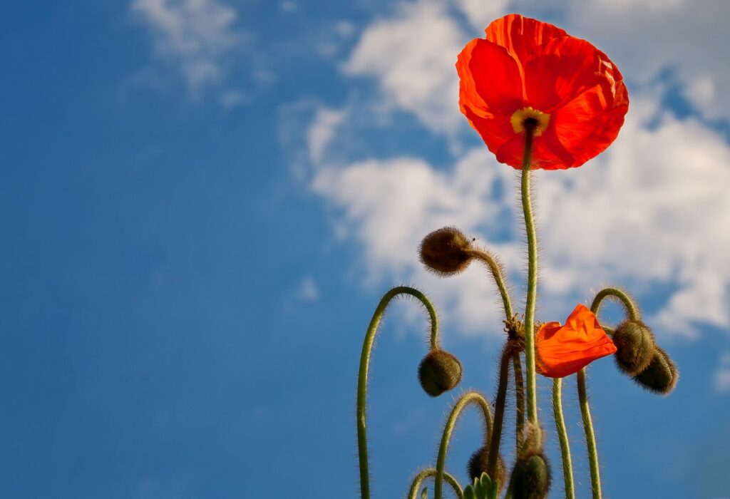 【カナダ留学】Remembrance Dayって知っていますか？